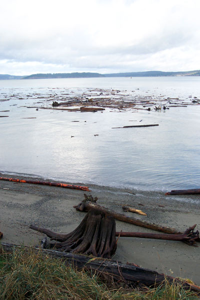 Stump washed up on beach