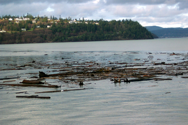 Large Woody Debris Flotilla