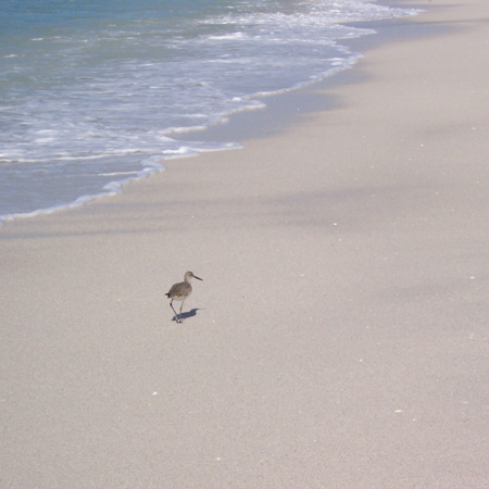 Sandpiper