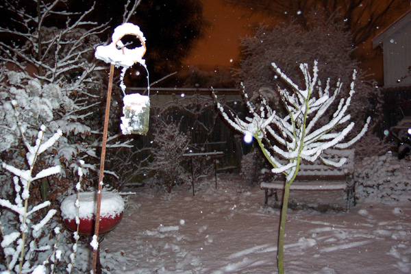 Snowy backyard