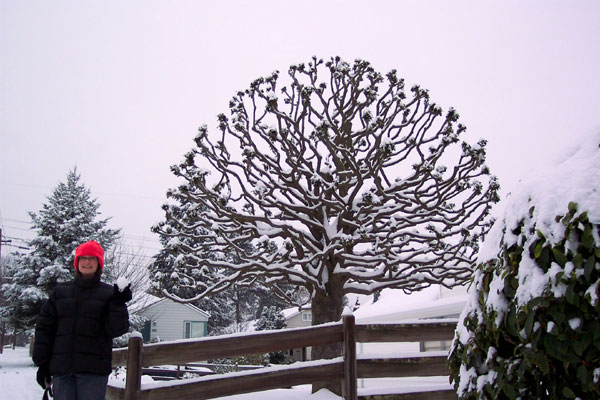 B and holly tree